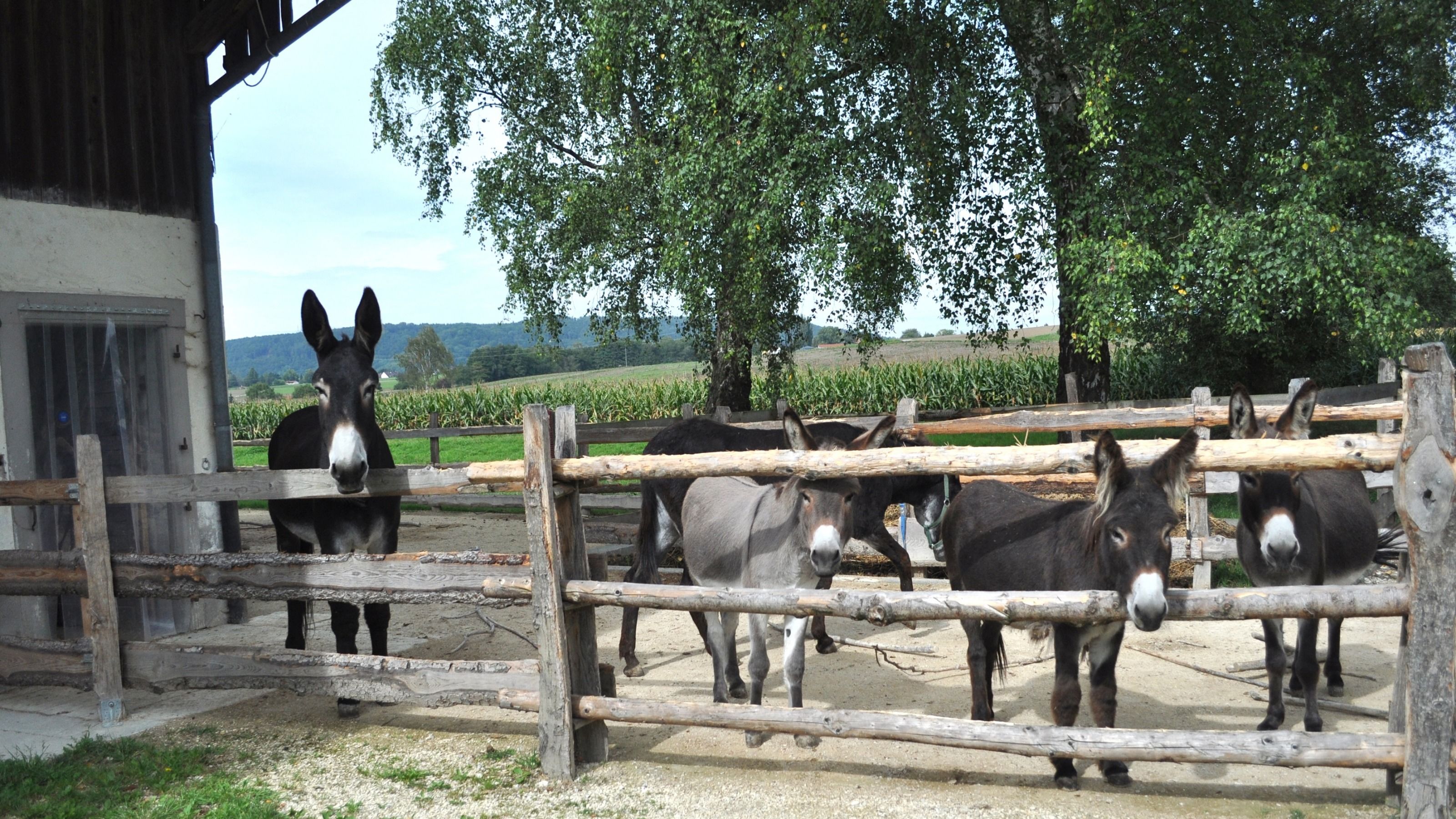 Eselhof – la ferme aux ânes | Suisse Tourisme